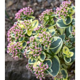 Очиток / Седум Санспарклер Лайм Твистер