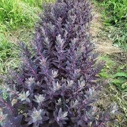 Очиток / Седум Мохаве Джювелс Даймонд