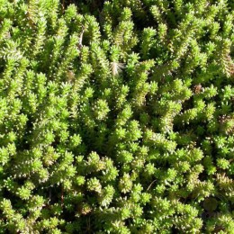 Очиток / Седум белый Мурале