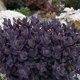 Очиток / Седум Санспарклер Плам Даззлд