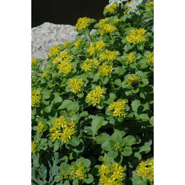 Очиток / Седум камчатский