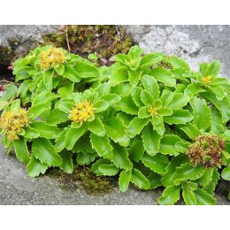 Очиток / Седум камчатский