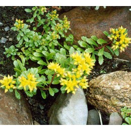 Очиток / Седум камчатский