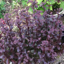 Очиток / Седум обыкновенный Бон Бон