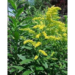 Солидаго Голдкайнд