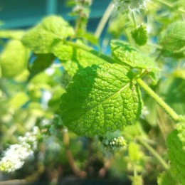 Мята душистая Помо Петит