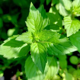 Мята перечная Имбирная