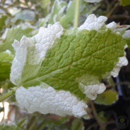 Мята Яблоневый цвет