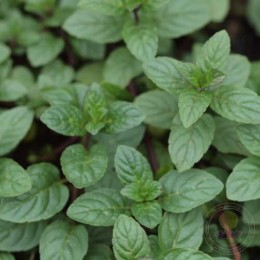 Мята перечная Сеньор