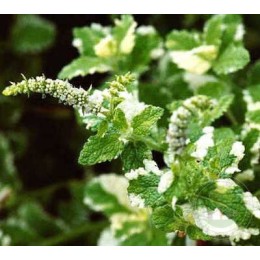 Мята круглолистная Вариегата
