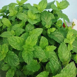 Мята колосковая