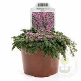 Тимьян ранний Майнор