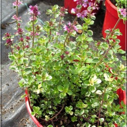 Тимьян лимоннопахнущий Замбези