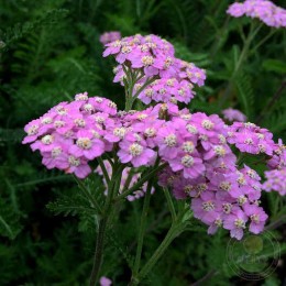 Тысячелистник обыкновенный Лилак Бьюти