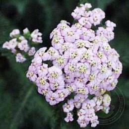 Тысячелистник обыкновенный Лилак Бьюти