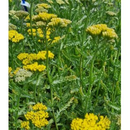 Тысячелистник Тайгетеа