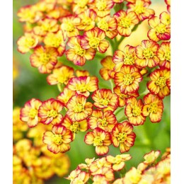 Тысячелистник обыкновенный Триколор