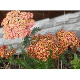 Тысячелистник обыкновенный Триколор