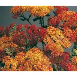 Тысячелистник Уолтер Фанк