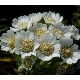 Тысячелистник чихотный Нана Компакта