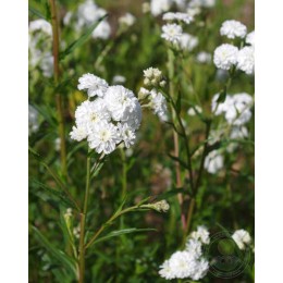 Тысячелистник чихотный Перри'с Уайт