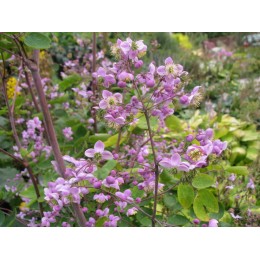 Василистник Делавея