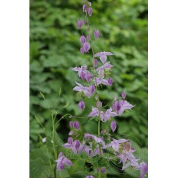 Василистник Делавея Хинкли