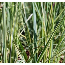 Молиния голубая Кармазен