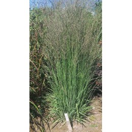 Молиния голубая Пол Петерсен