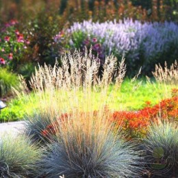 Колосняк / Элимус песчаный Голубая Дюна