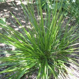 Луговик дернистый / Щучка