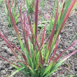 Молиния голубая Ротшофт