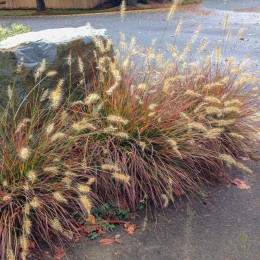 Пеннисетум / Перистощетинник лисохвостный Бургунди Банни