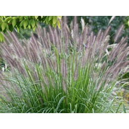 Пеннисетум / Перистощетинник лисохвостный Блэк Бьюти