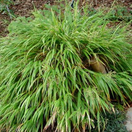 Хаконехлоя стройная Олл Голд