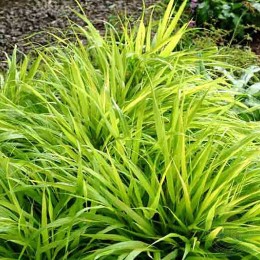 Хаконехлоя стройная Олл Голд