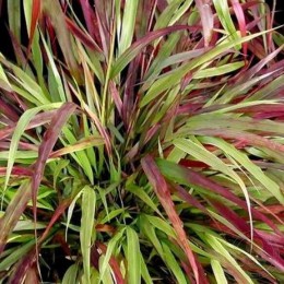 Хаконехлоя стройная Бени Кейз