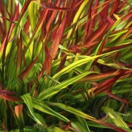 Хаконехлоя стройная Мьюлд Вайн