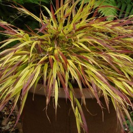 Хаконехлоя стройная Мьюлд Вайн