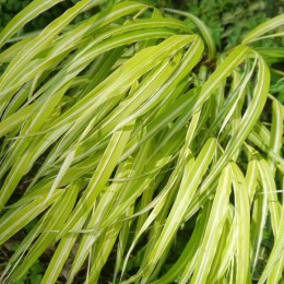 Хаконехлоя стройная Страйп ит Рич