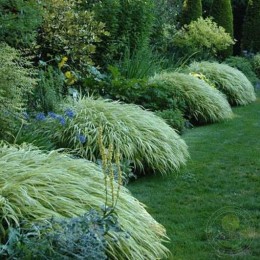 Хаконехлоя стройная Страйп ит Рич