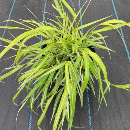 Хаконехлоя стройная Страйп ит Рич