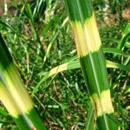 Мискантус китайский Стриктус Дварф