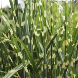 Мискантус китайский Стриктус Дварф