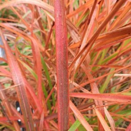 Мискантус китайский подвид краснеющий Пурпуресценс