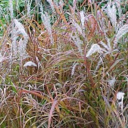 Мискантус китайский подвид краснеющий Пурпуресценс