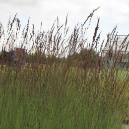 Молиния голубая Эдит Дудзус