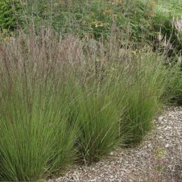 Молиния голубая Эдит Дудзус