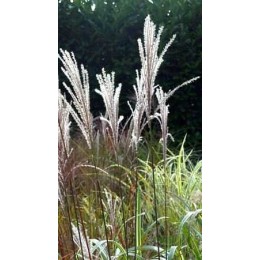 Мискантус китайский Фламинго