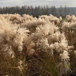 Мискантус китайский Полонус